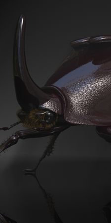 animal rhinoceros_beetle 3d beetle bug insect NTc4MDQ1
